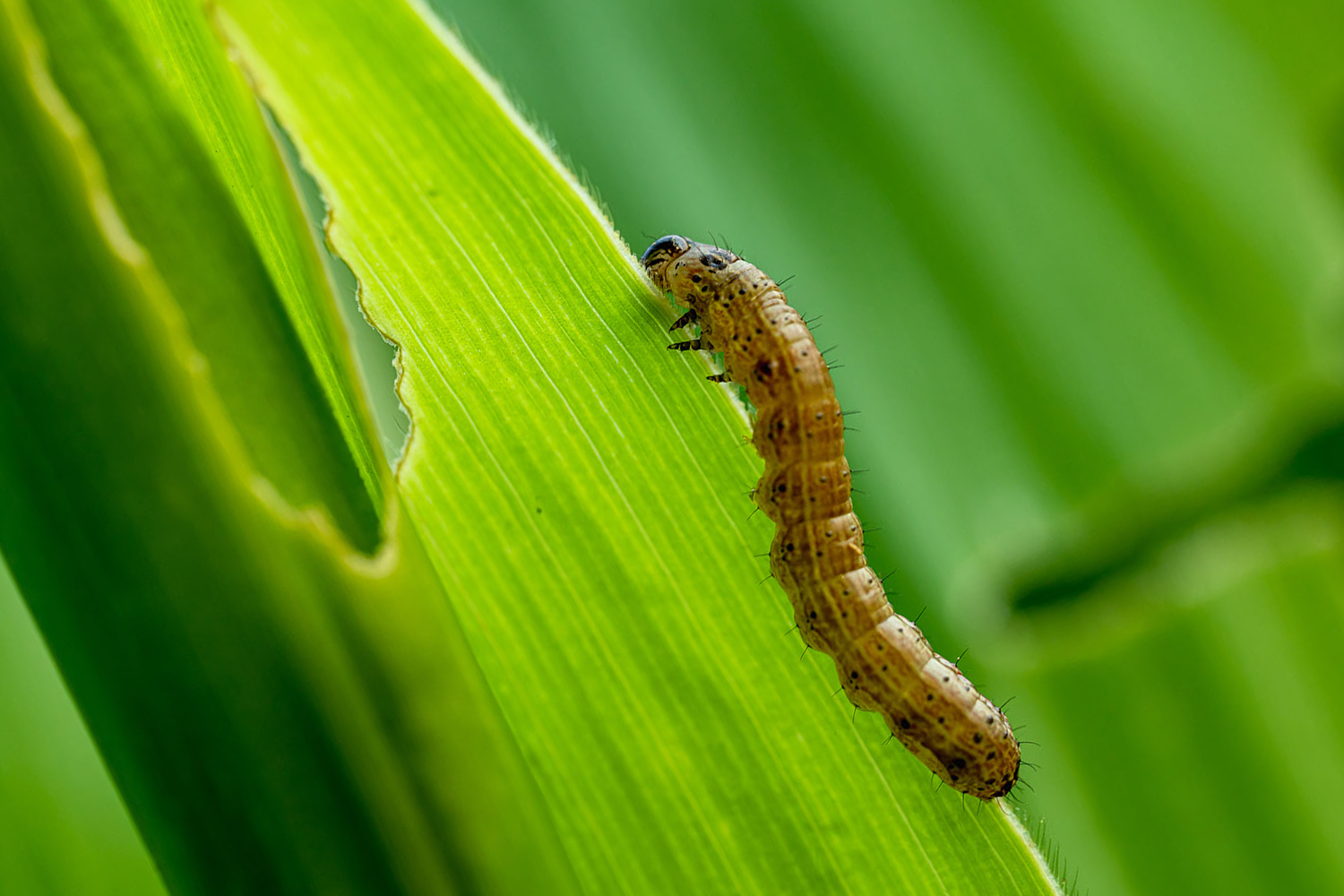 Cogollero cepa eating a leaf